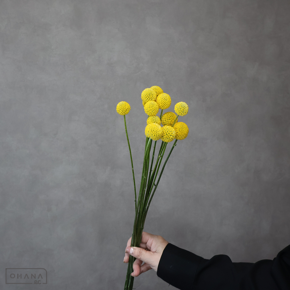 クラスペディア ゴールドスティック　優 60cm 