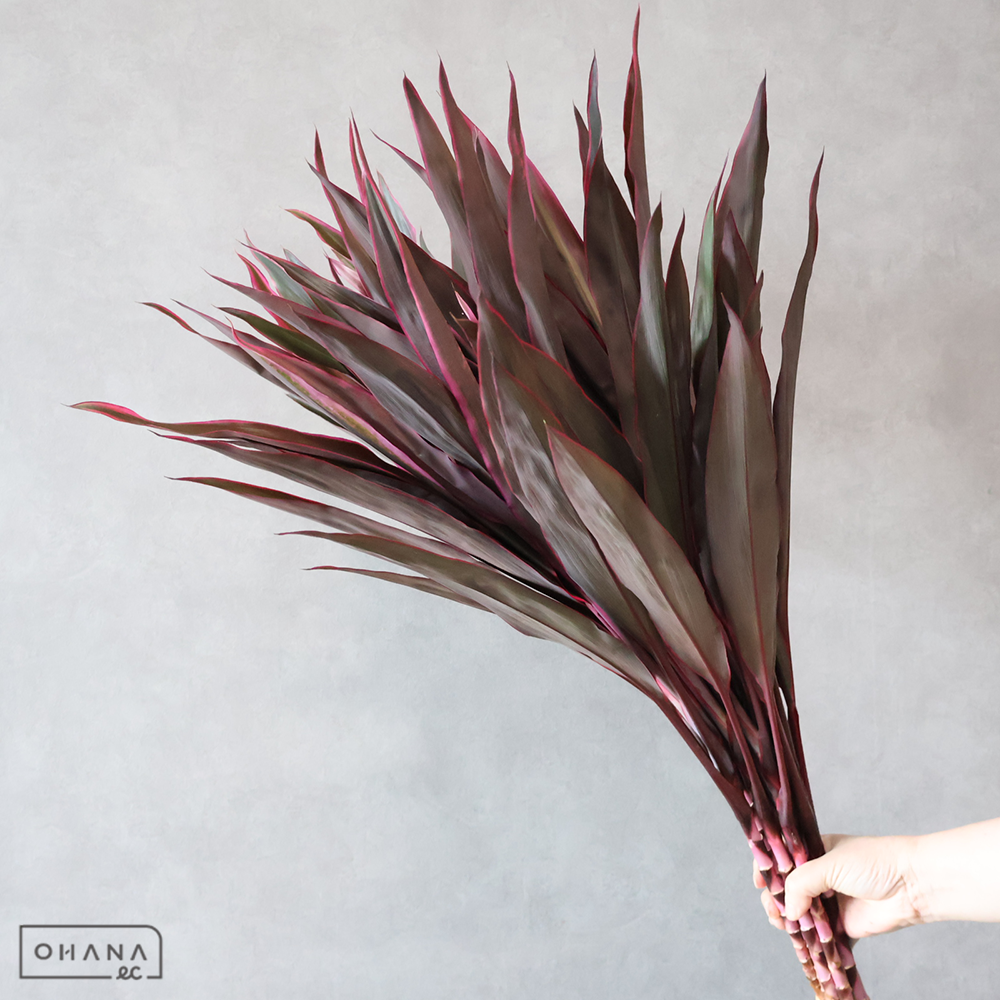 ドラセナ赤　ジョニーノーブル　 