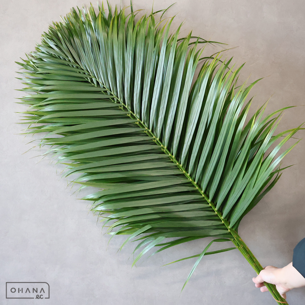 アレカヤシ　　Ａ Ｍ 