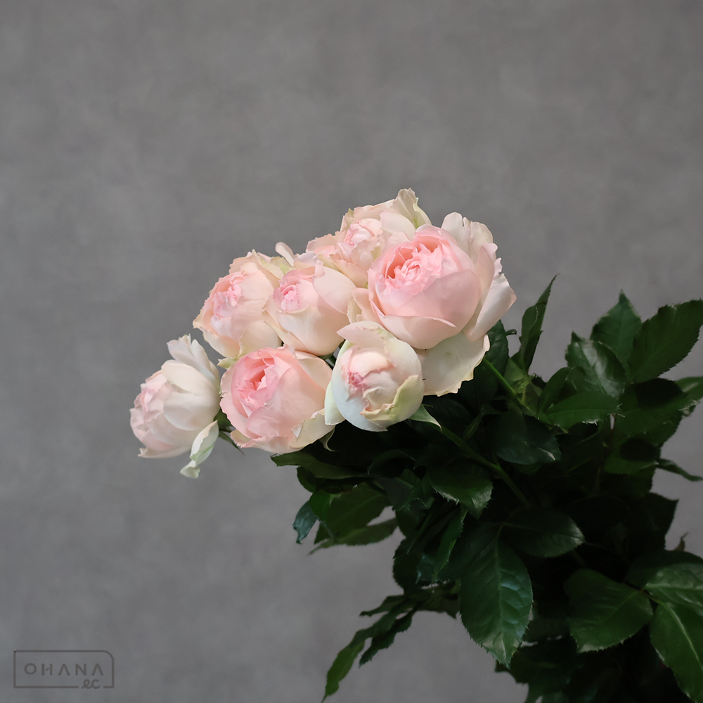 バラピンク　マジカルカメレオン　秀 50cm 