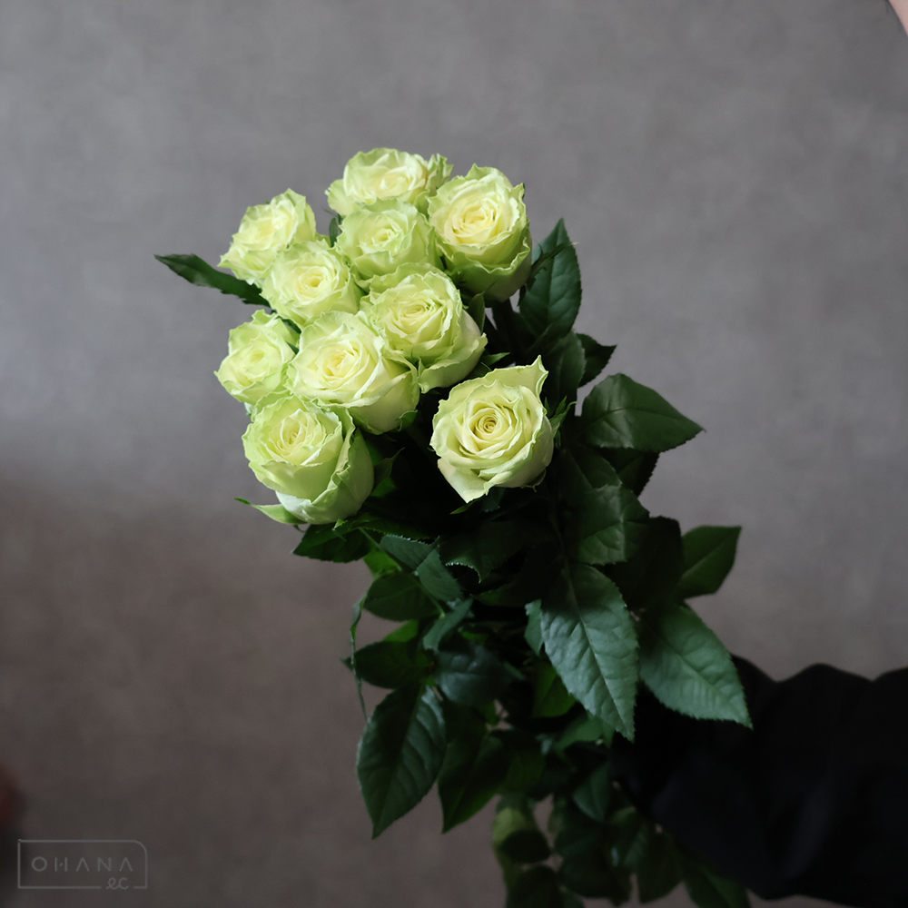 バラ緑　カムフラージュ　 55cm 