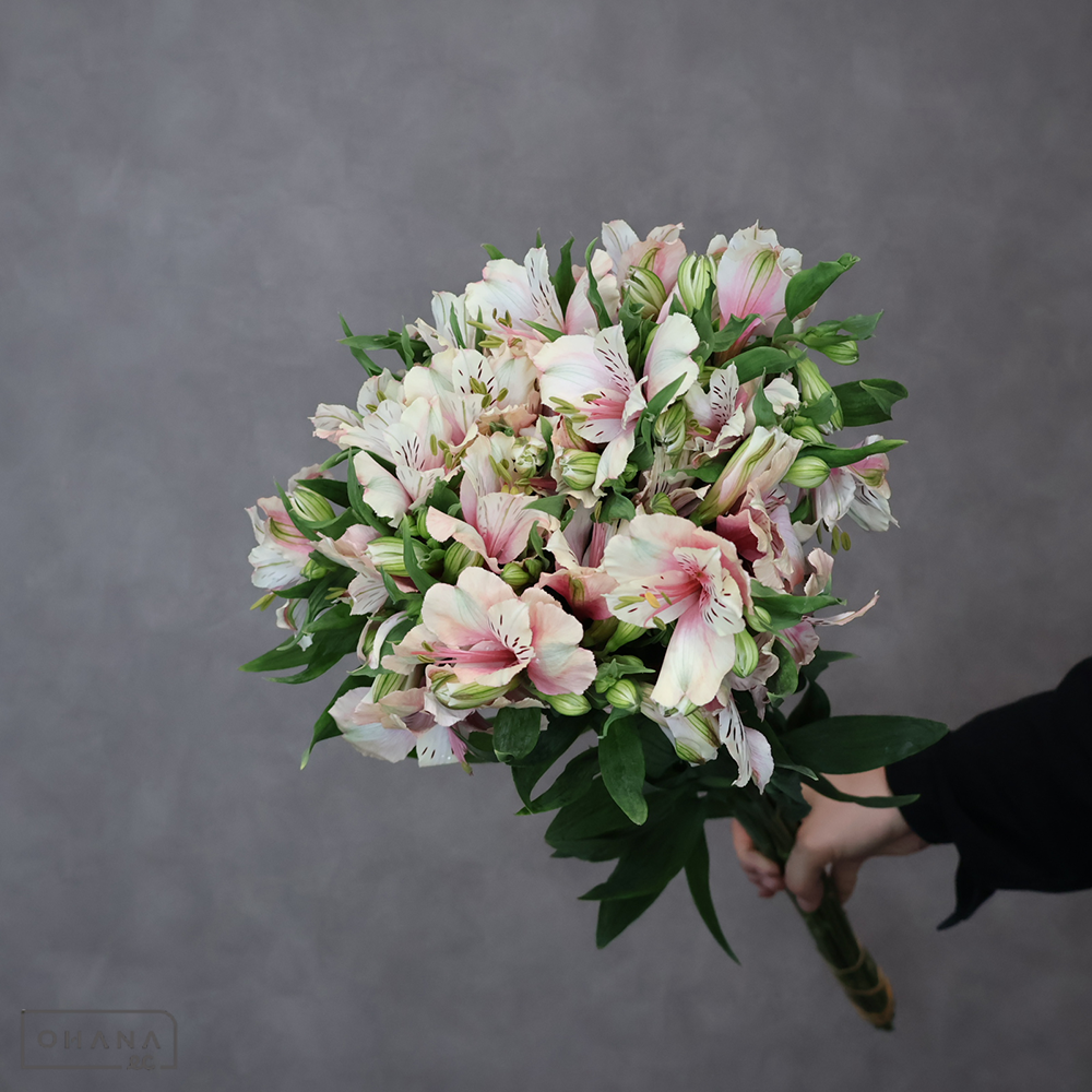 アルストロメーリア　ミルクティ Ａ 70cm