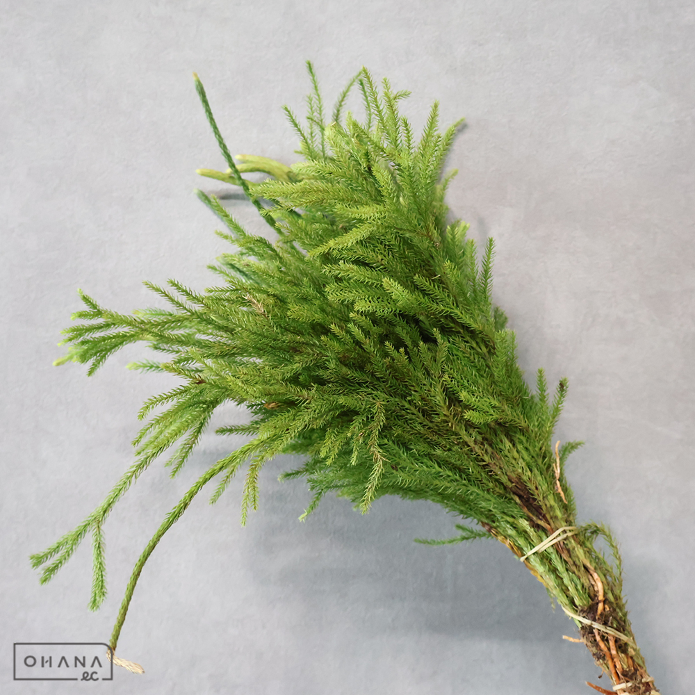 【SALE】ヒカゲカズラ ※1束約30本　 30cm　※クレーム対象外