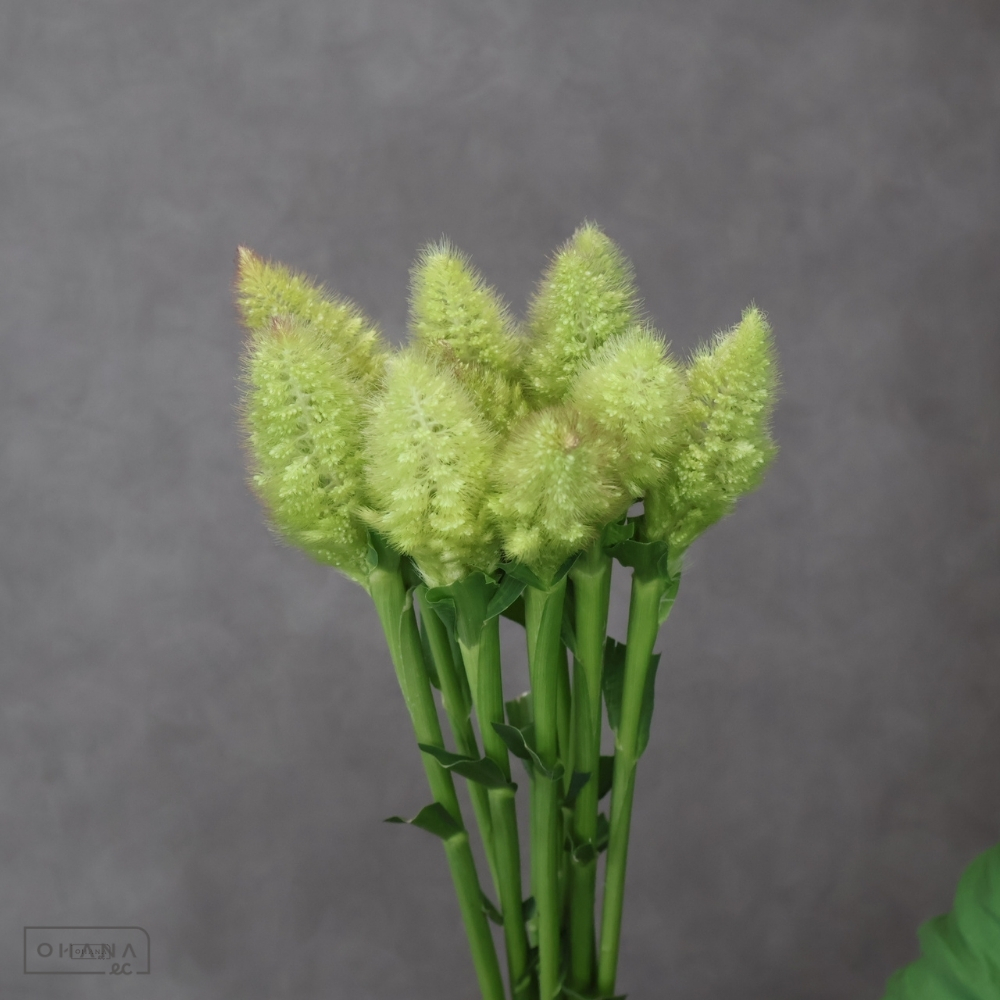 アワ　　　秀 80cm