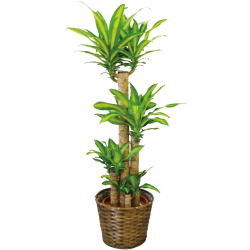 【自社配送】マッサン(幸福の木)