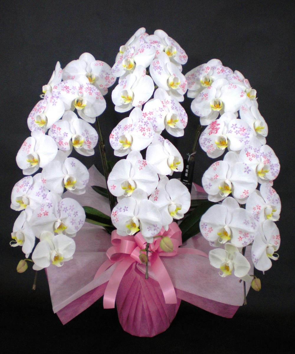 【自社配送】化粧蘭 大輪3本立て