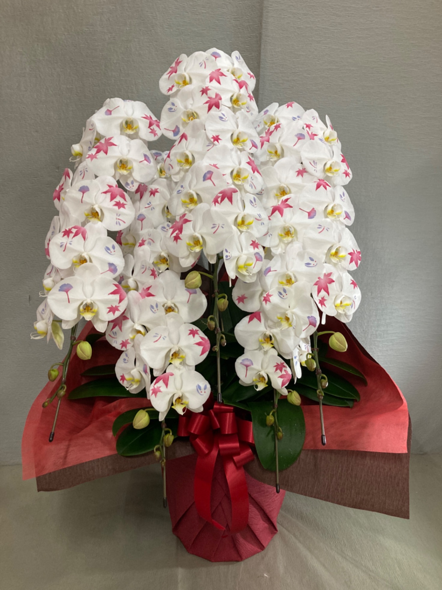 【自社配送】化粧蘭 大輪5本立て