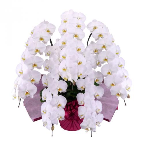 【自社配送】胡蝶蘭 大輪5本立　70～79輪以上