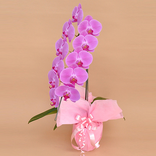 【宅配便】胡蝶蘭　大輪1本立　11輪前後
