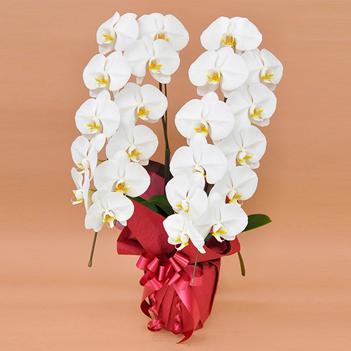 【宅配便】胡蝶蘭 大輪2本立　20～24輪前後