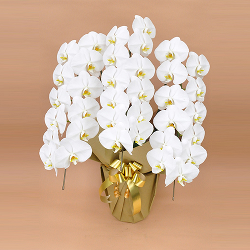 【自社配送】胡蝶蘭 大輪3本立　33輪以上　