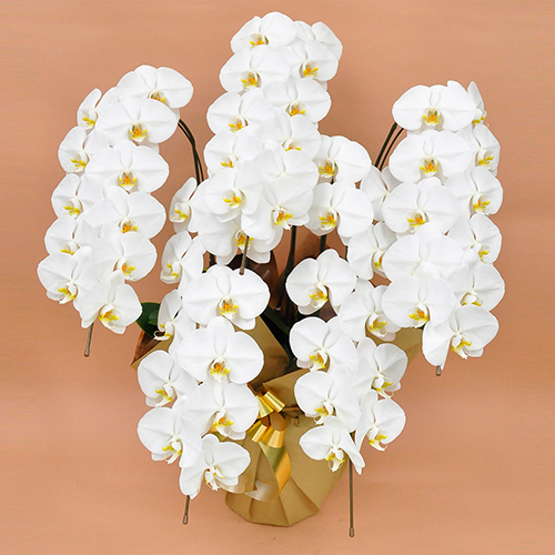 【自社配送】胡蝶蘭 大輪5本立　55輪以上