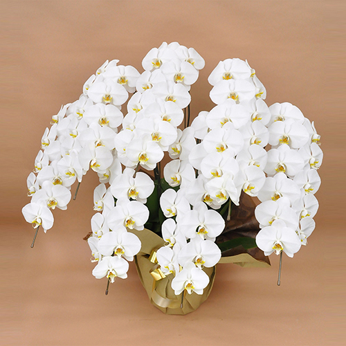 【宅配便】胡蝶蘭 大輪7本立　63輪以上