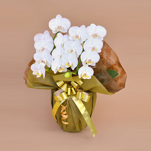【宅配便】ミディ胡蝶蘭 2本立　14輪前後