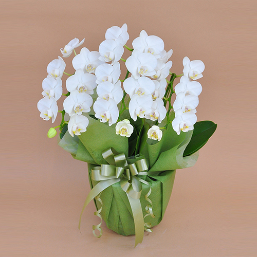 【宅配便】ミディ胡蝶蘭 3本立　21～27輪前後　