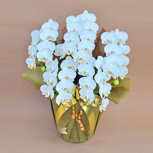 【宅配便】ミディ胡蝶蘭 5本立　35～45輪前後