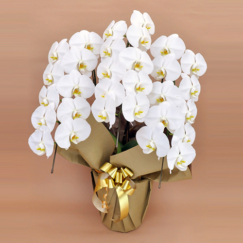 【自社配送】胡蝶蘭 大輪 3本立　30輪前後