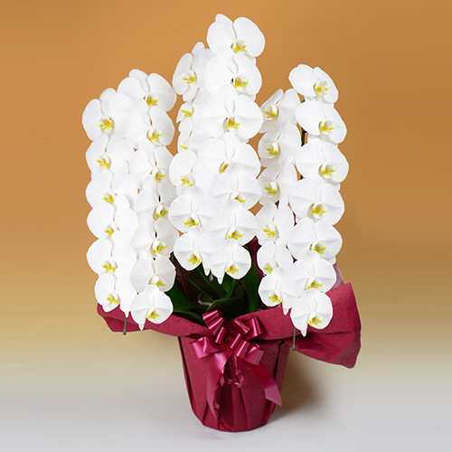 【自社配送】胡蝶蘭 大輪 3本立 白 36～41輪以上　