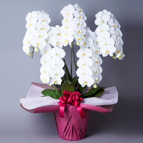 【自社配送】胡蝶蘭 大輪5本立　65輪前後以上