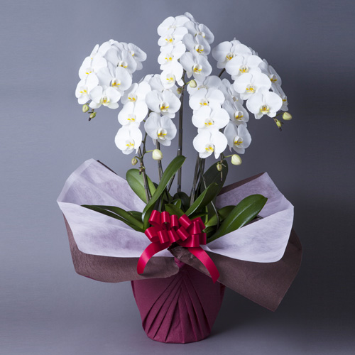 【自社配送】胡蝶蘭 大輪5本立　50輪前後以上