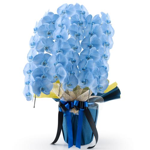 【宅配便】染めの胡蝶蘭  MIYABI 3本立　30輪【通常3営業日後出荷】