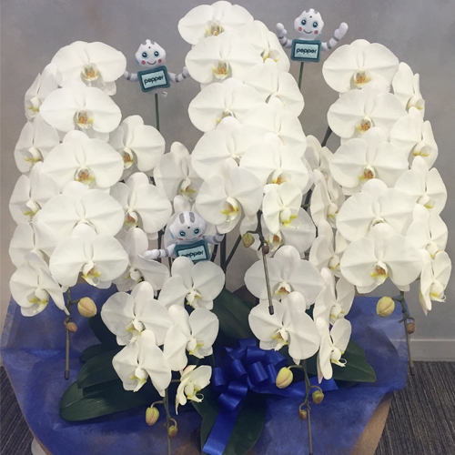 【自社配送】Pepper 胡蝶蘭5本立　白　55輪以上