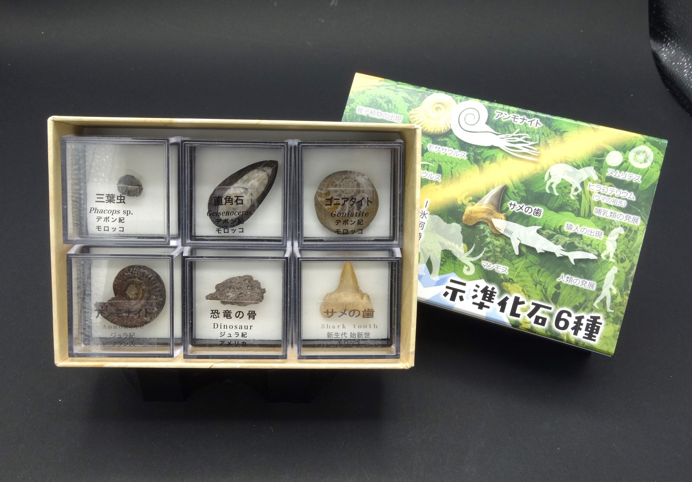 ブック型標本/示準化石6種