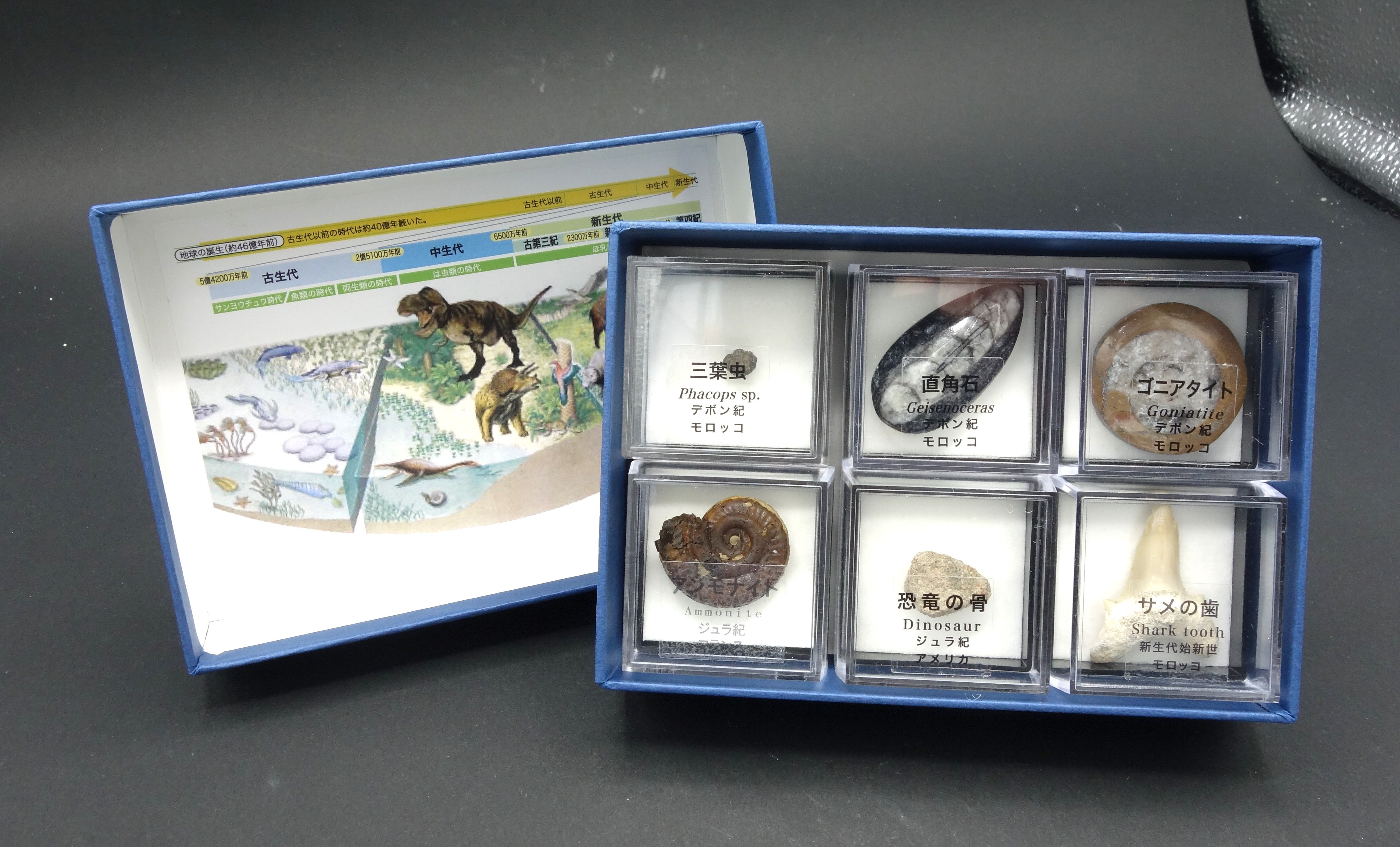 ブック型標本/示準化石6種