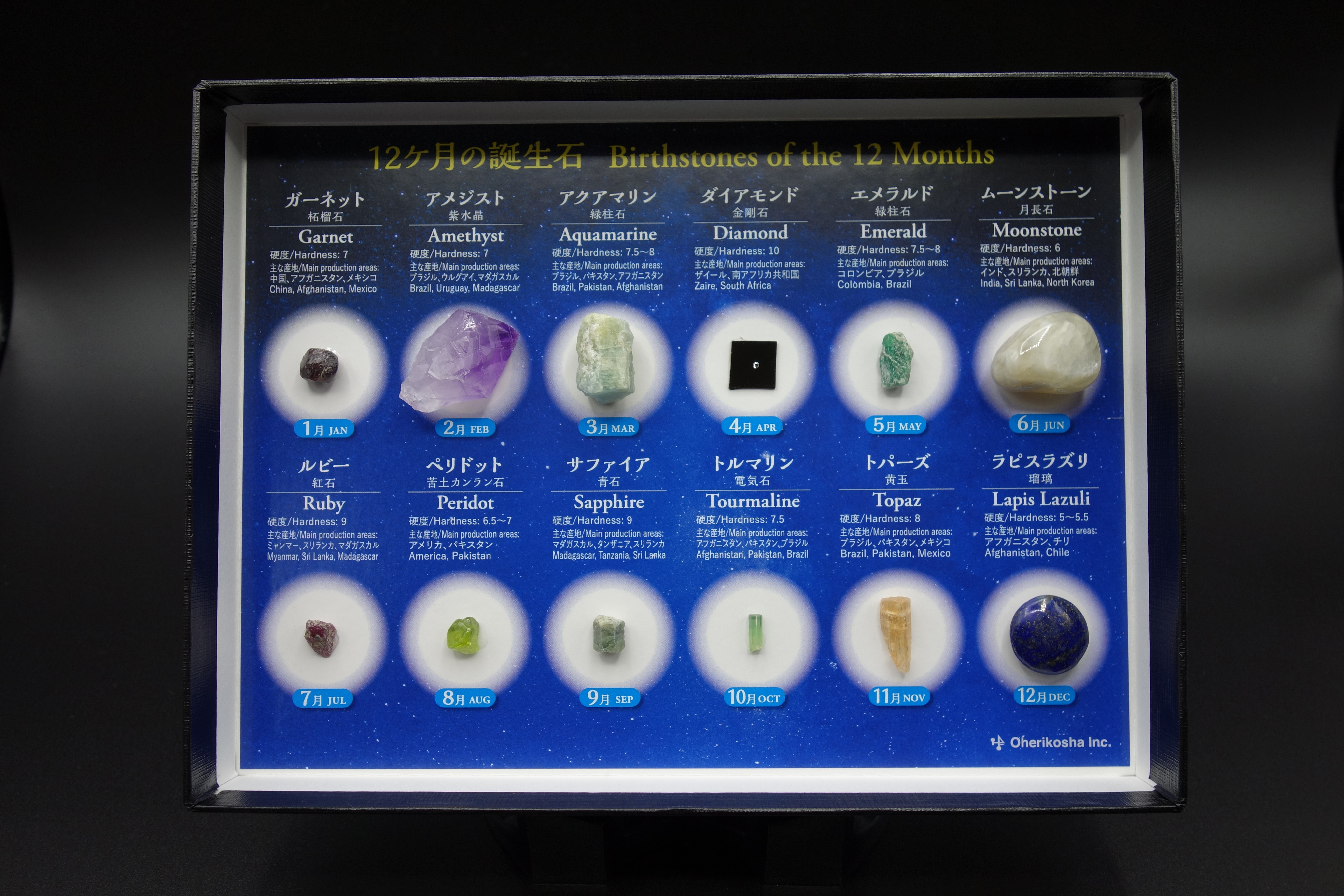 化石商品/化石コレクション | 大江理工社 webshop (法人様用）