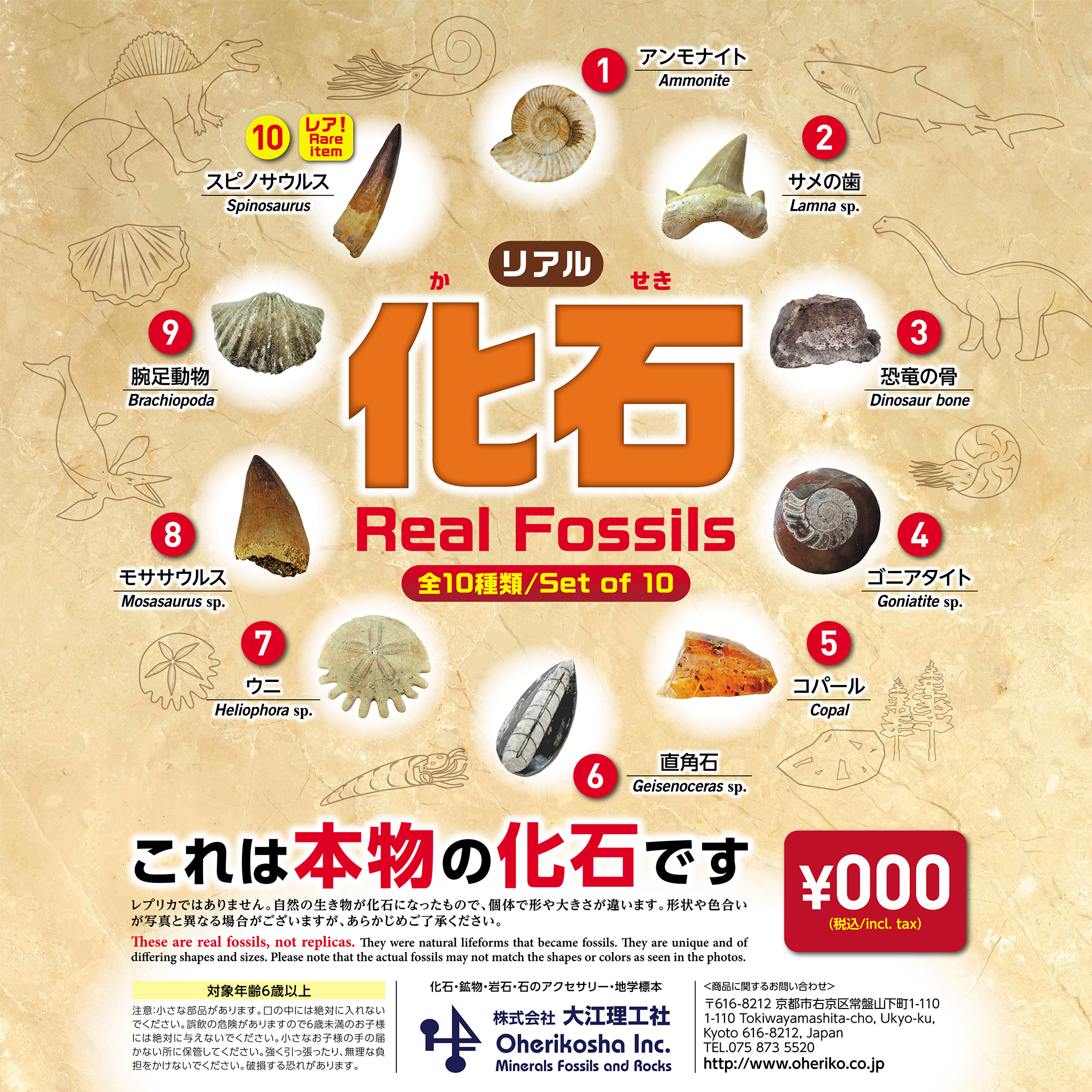 鉱物･化石入りカプセル(ガチャマシン用)/リアル化石