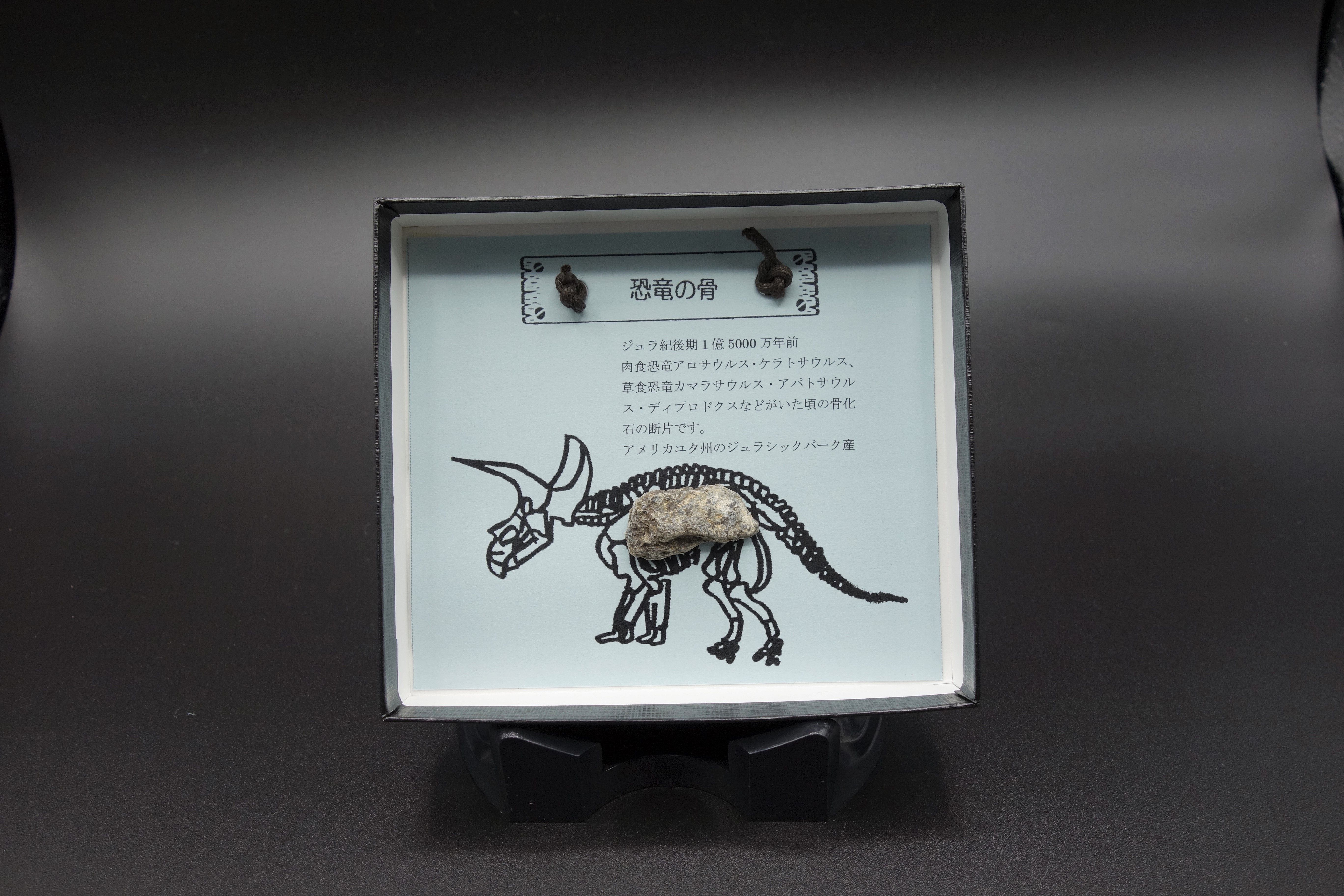 紙箱シリーズ/恐竜の骨