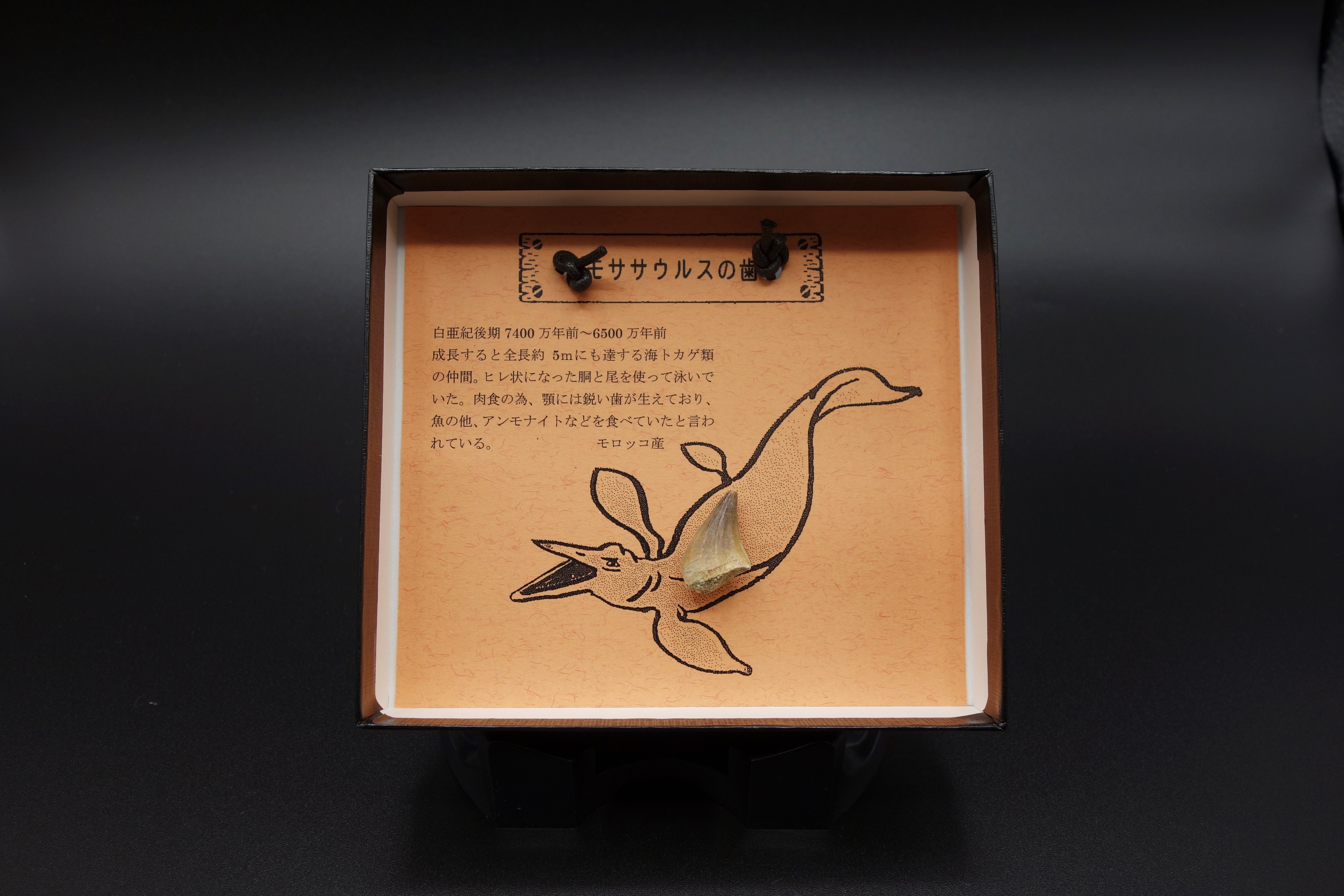 紙箱シリーズ/モササウルスの歯