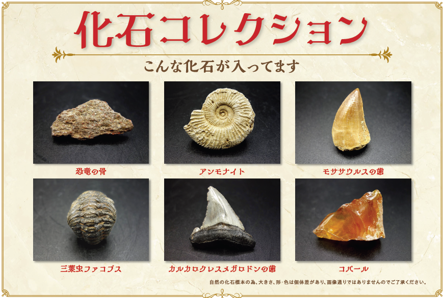 化石商品/化石コレクション | 大江理工社 webshop (法人様用）