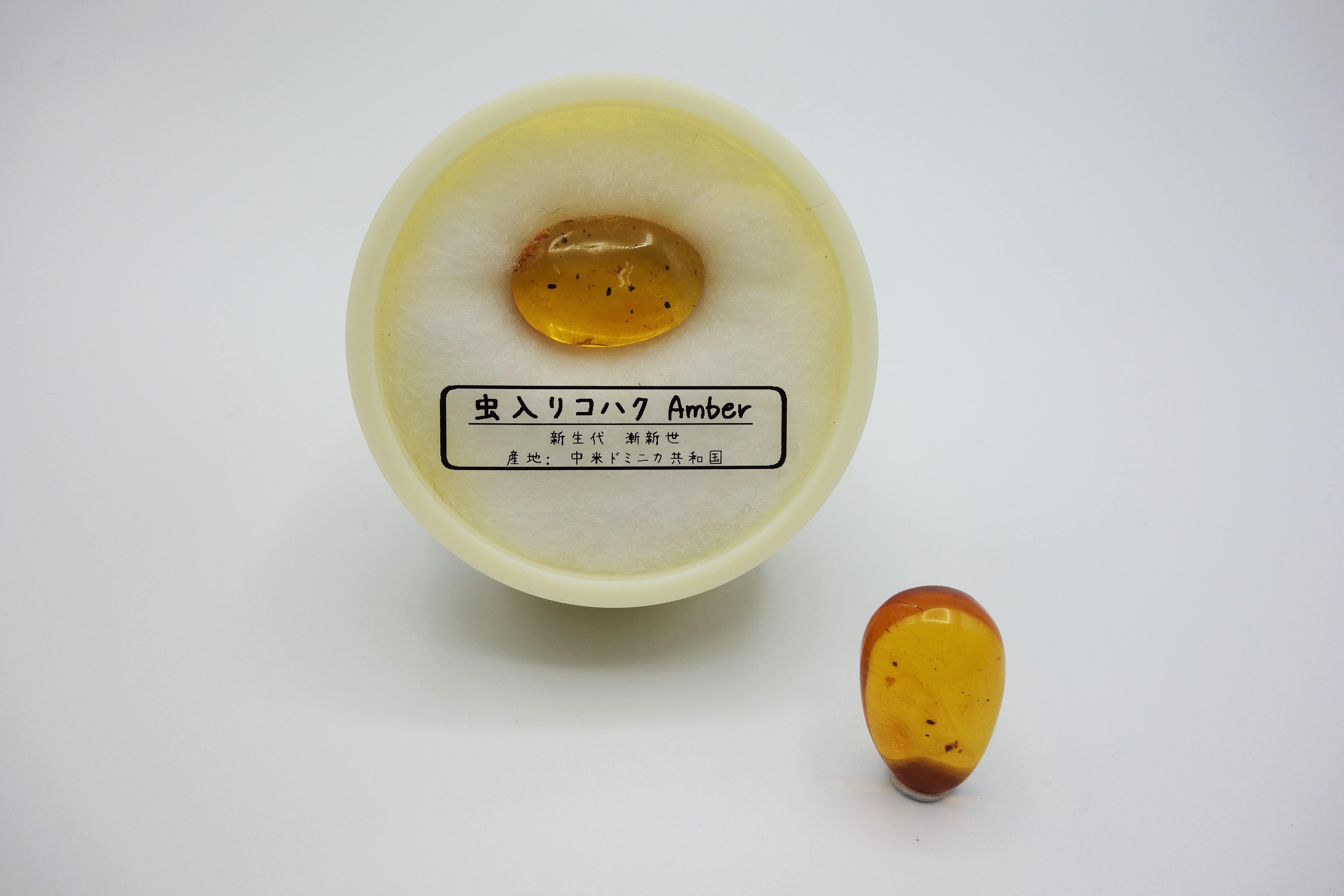 化石商品/虫入りコハク