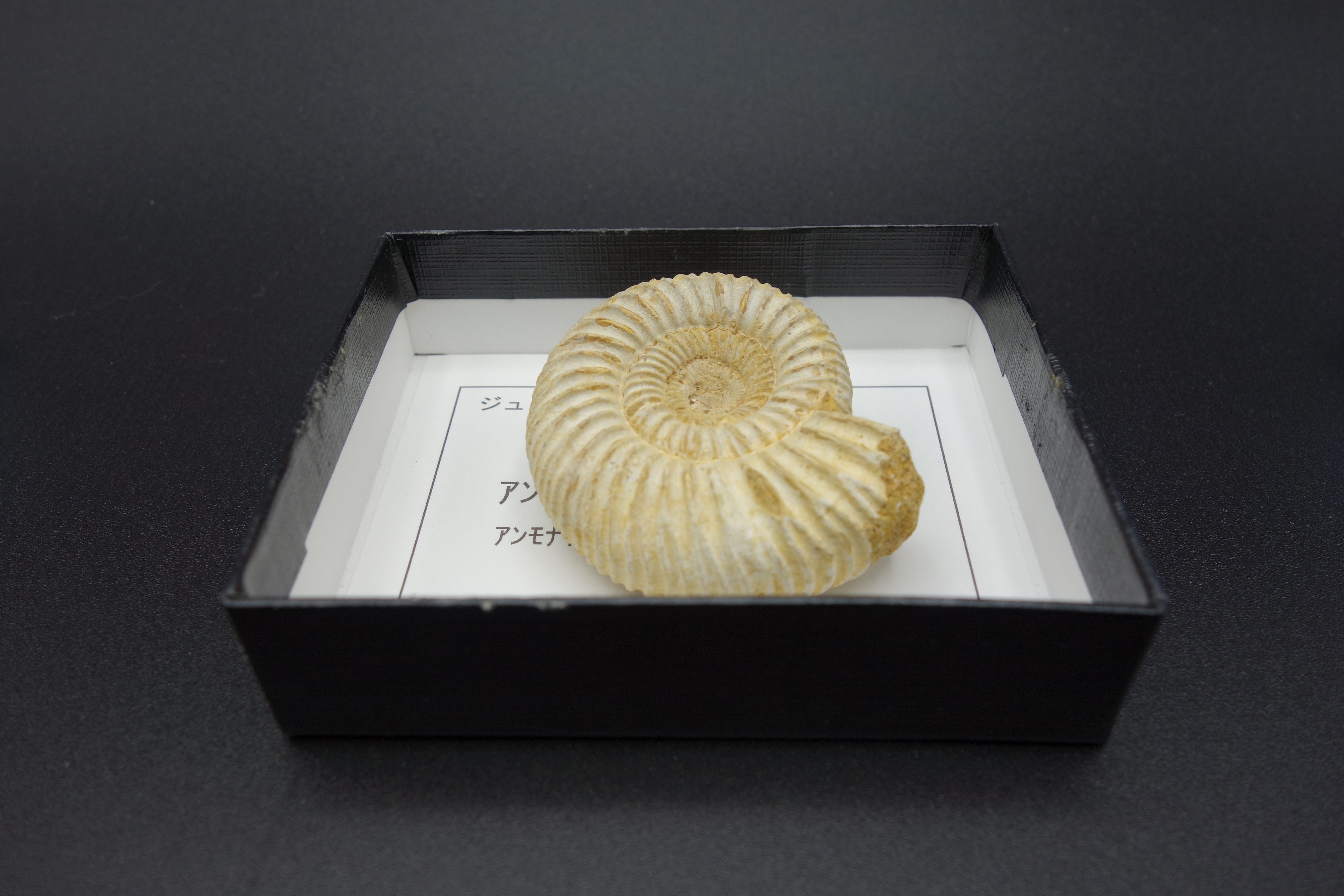 小箱入り化石/アンモナイト(マダガスカル）