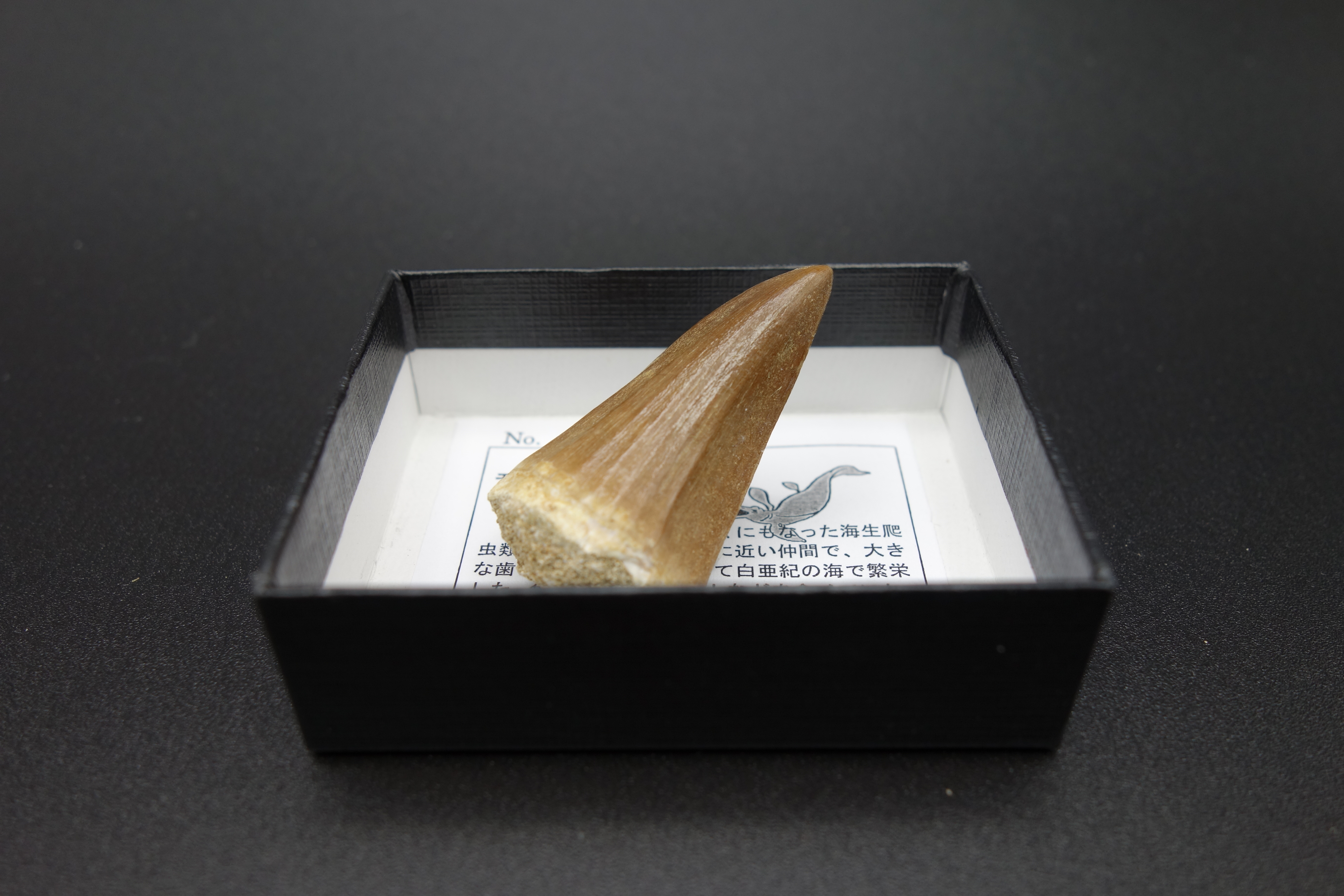 小箱入り化石/モササウルス