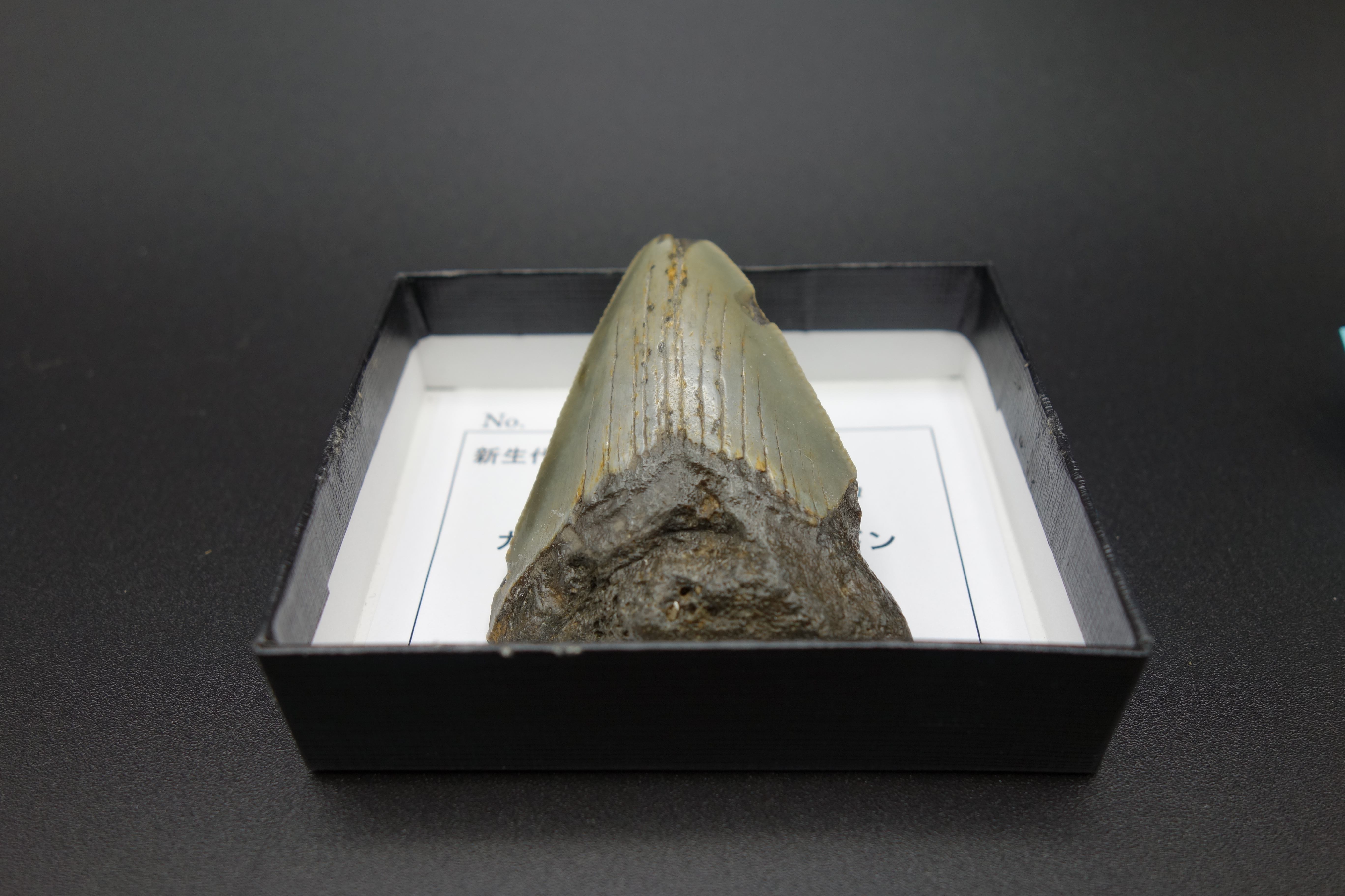 小箱入り化石/カルカロクレス・メガロドン