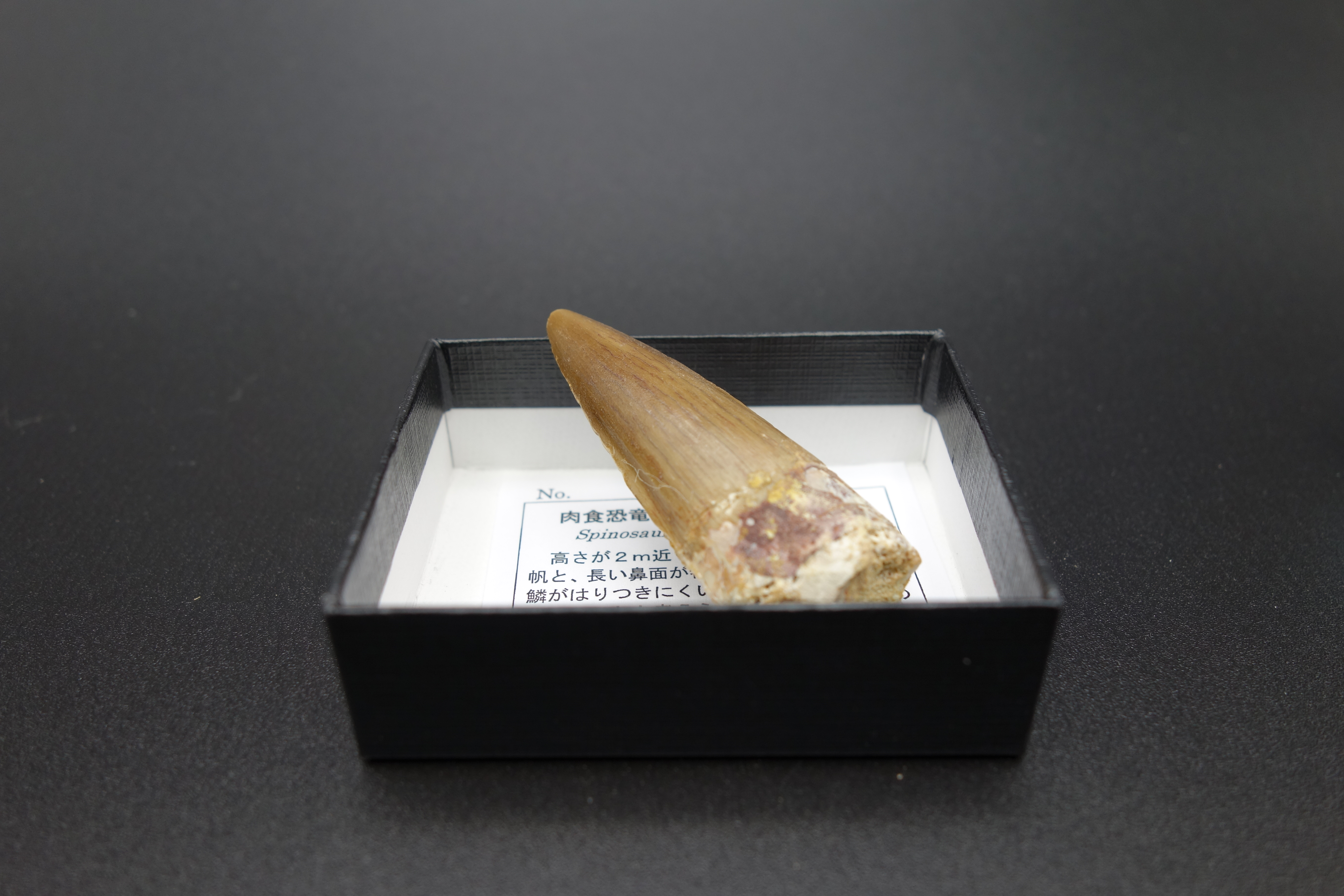 小箱入り化石/スピノサウルス