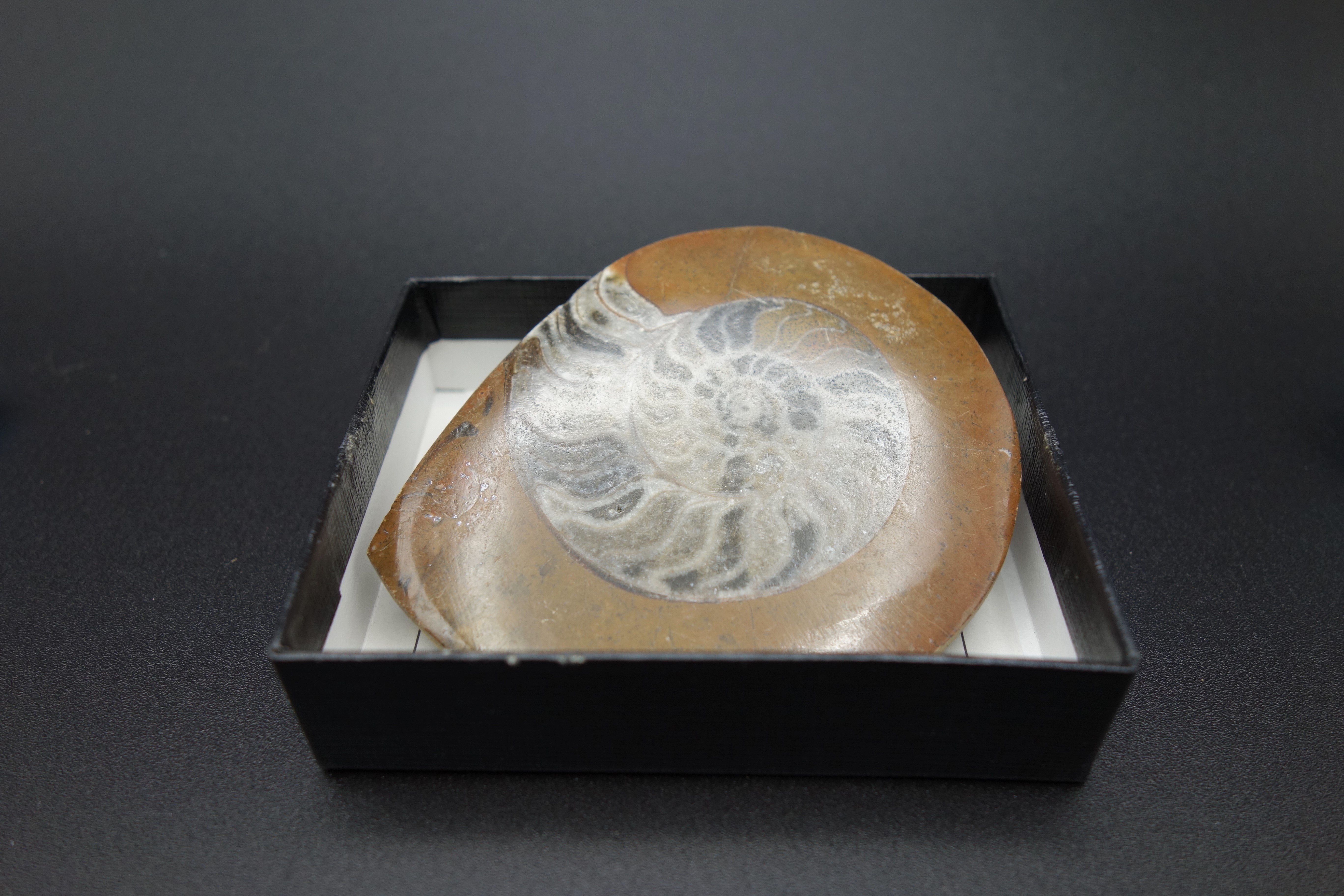 小箱入り化石/アンモナイト/ゴニアタイト