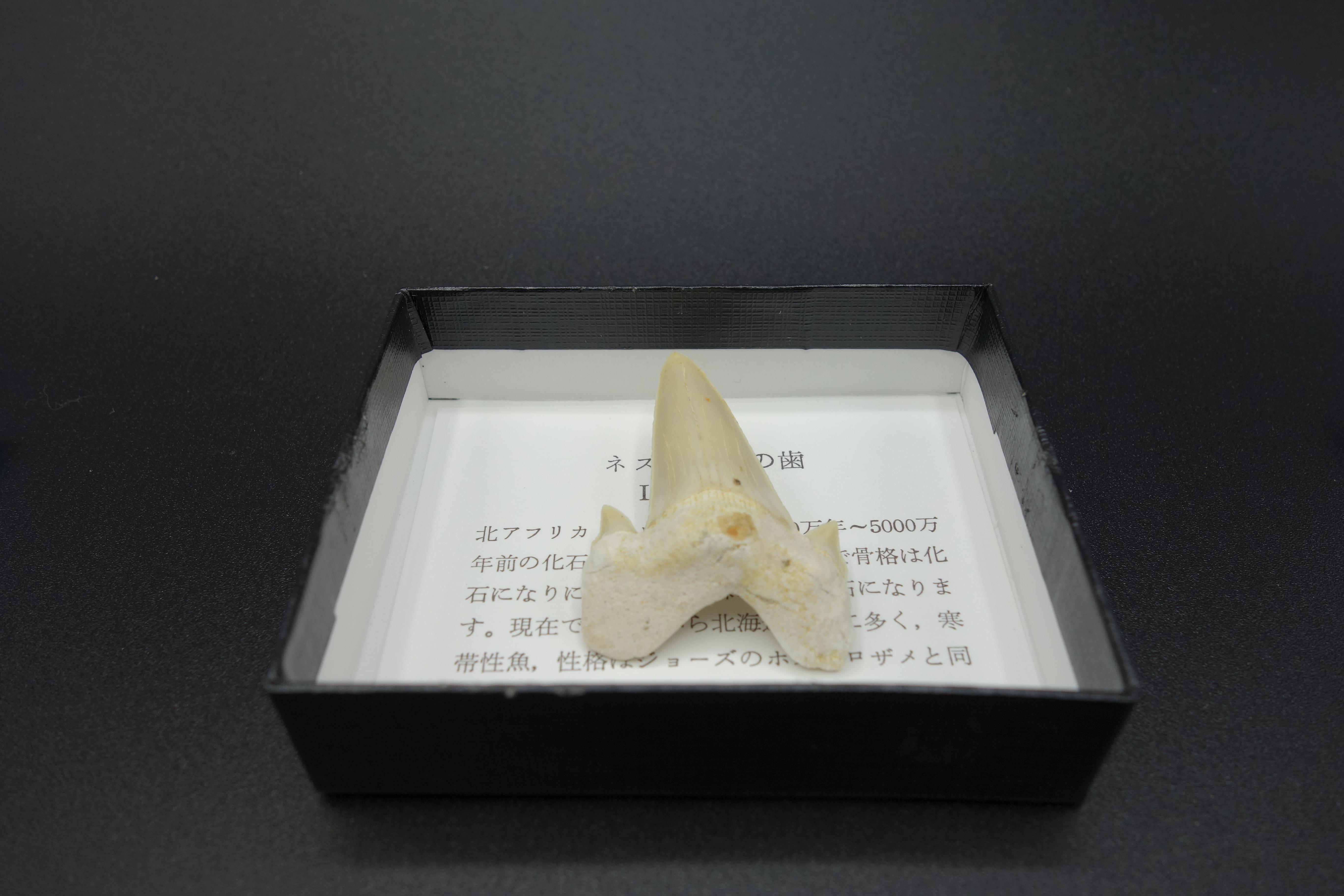 小箱入り化石/サメの歯