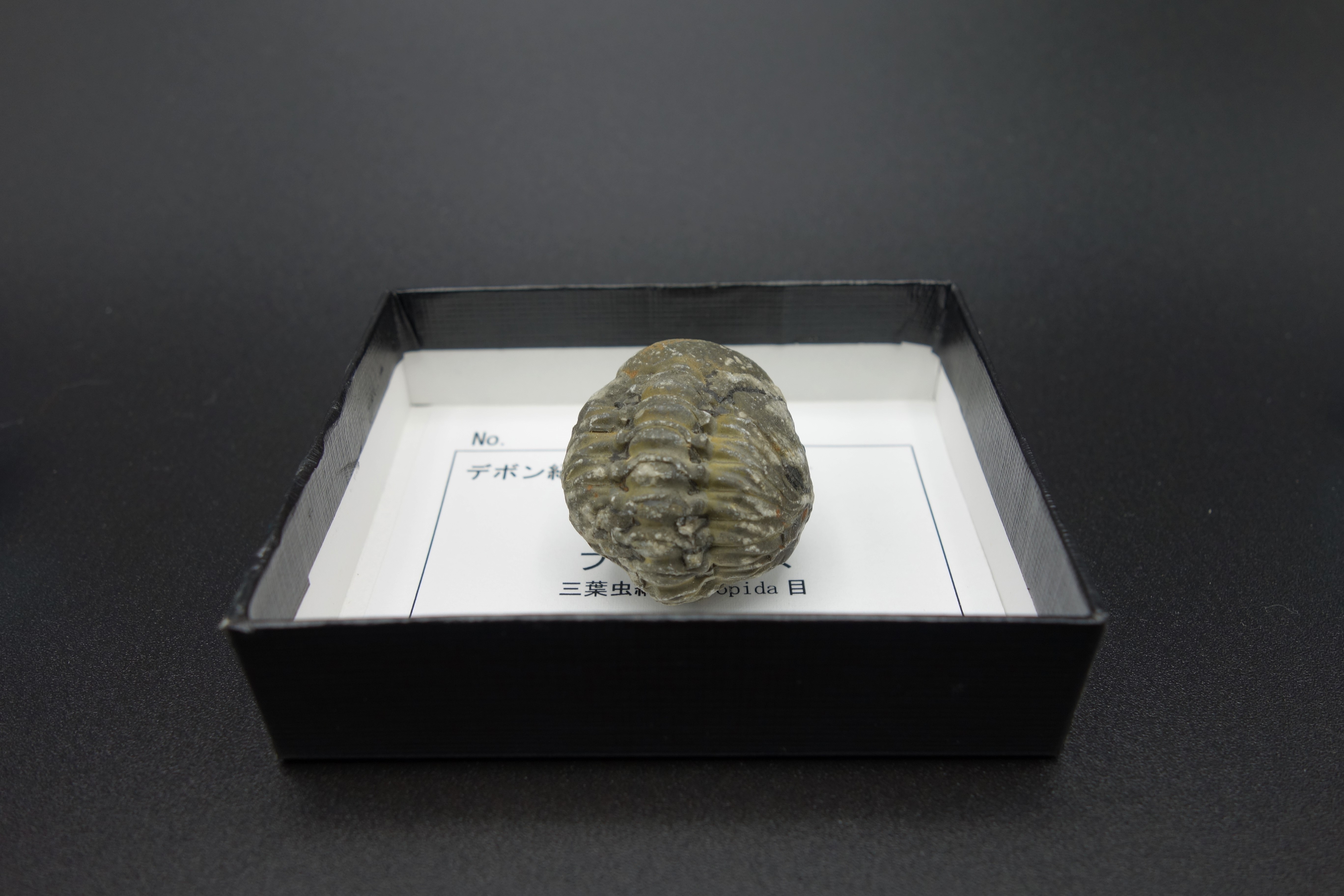 小箱入り化石/三葉虫ファコプス