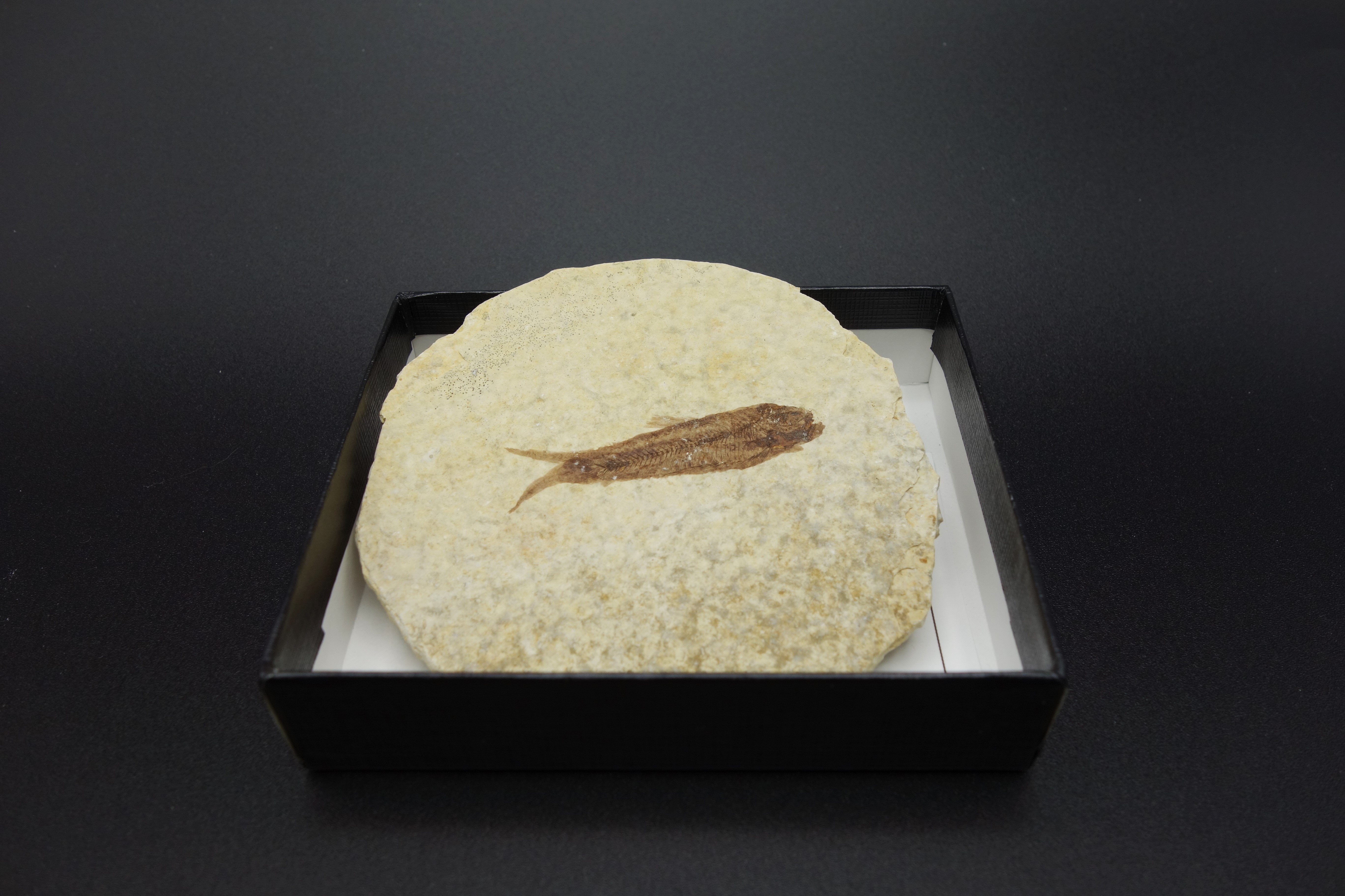 小箱入り化石/魚化石(グリーンリバー層)