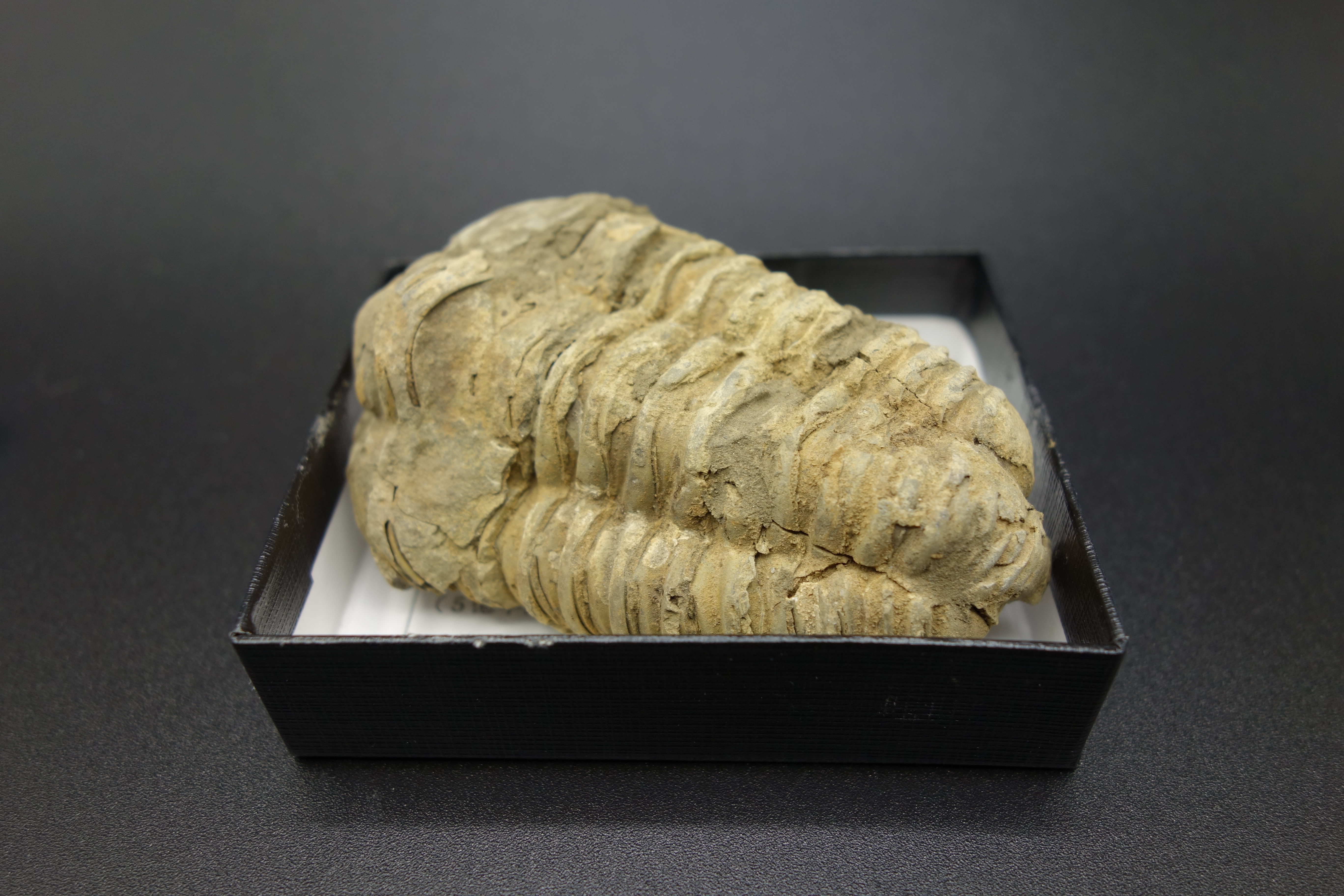 小箱入り化石/三葉虫カリメネ