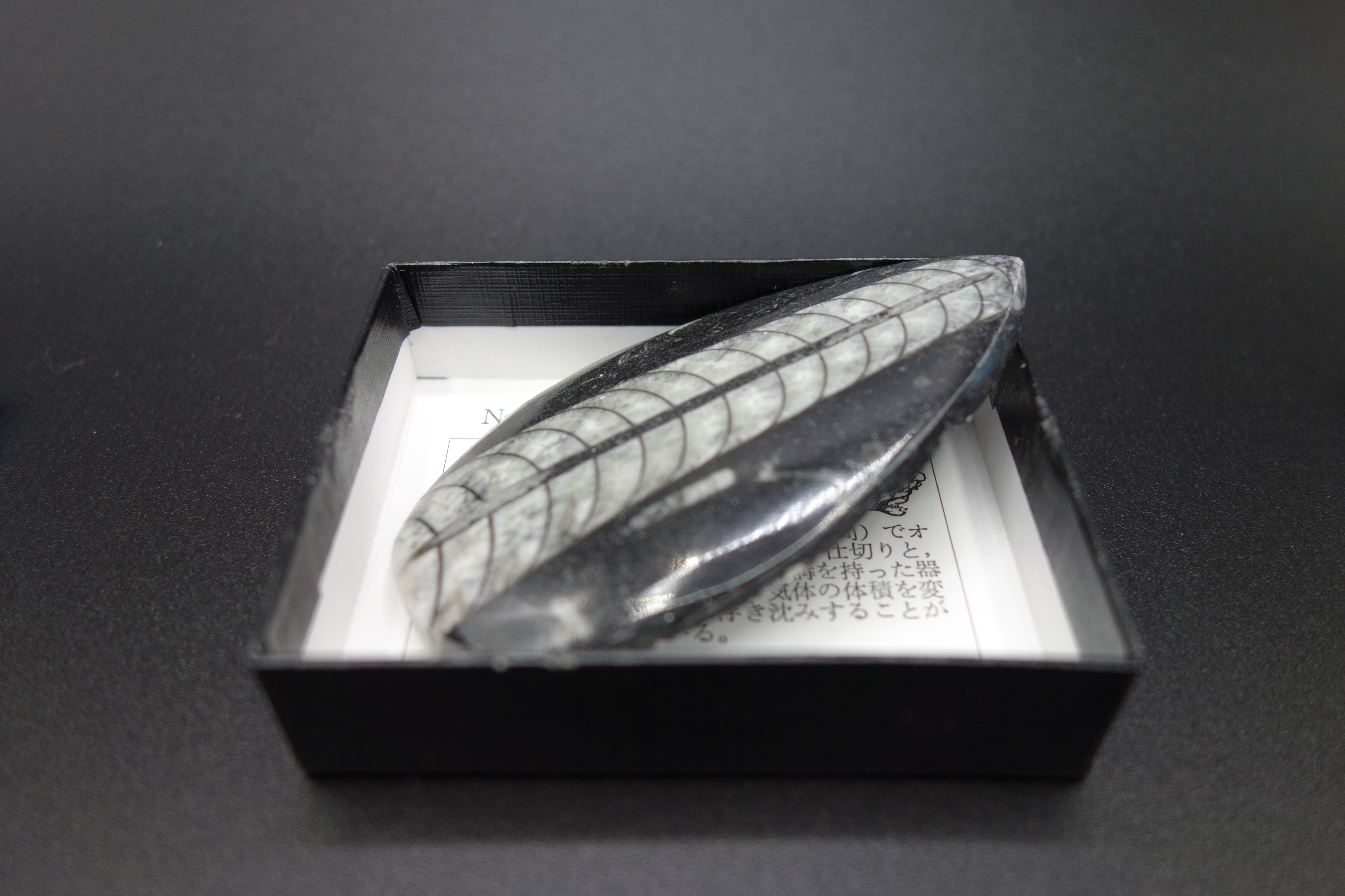 小箱入り化石/直角石