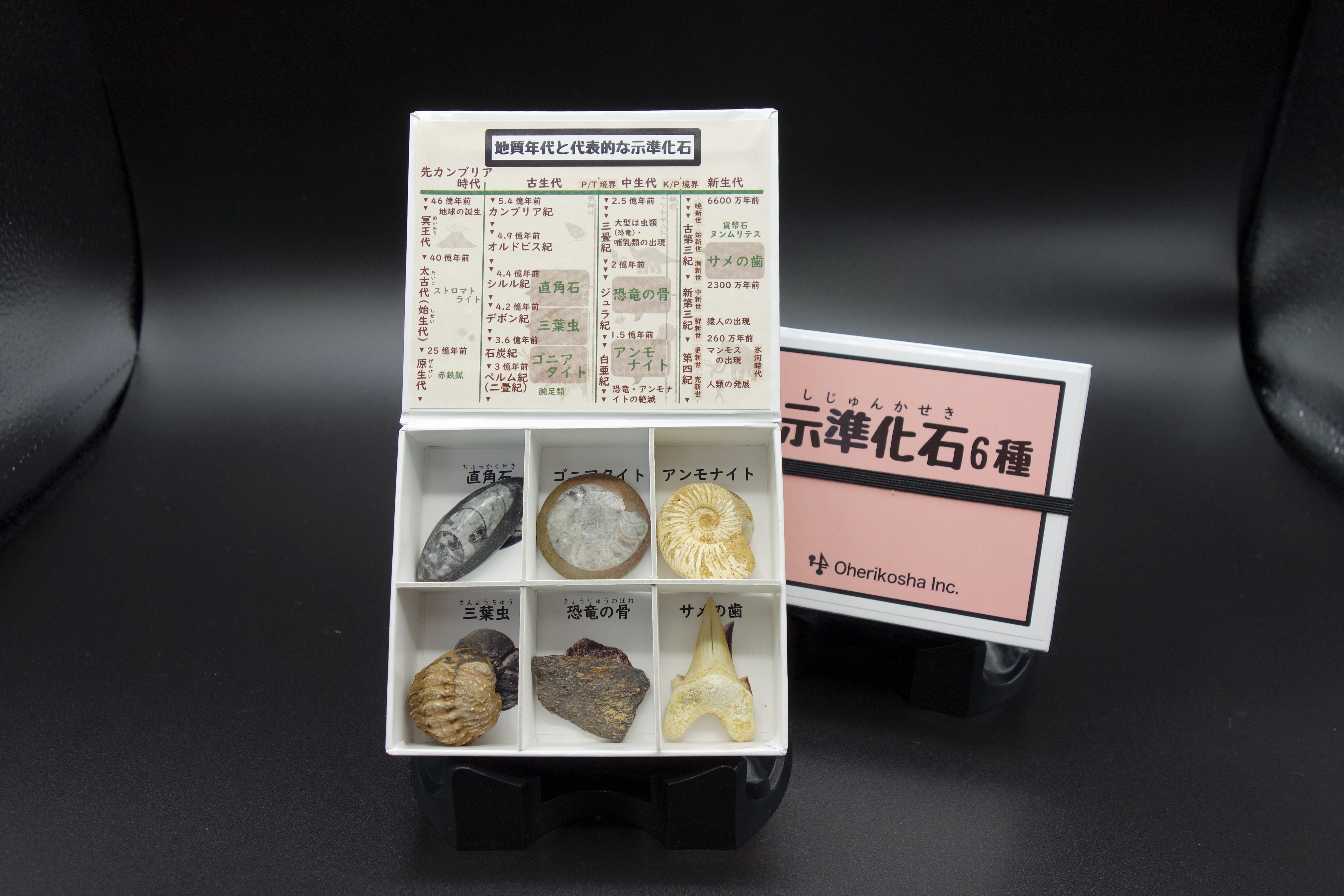 タイトル: モロッコ産パレオカルカロドンのサメの歯 - 本物の先史時代の標本 タイトル: モロッコ産パレオカルカロドンのサメの歯 - 本物の