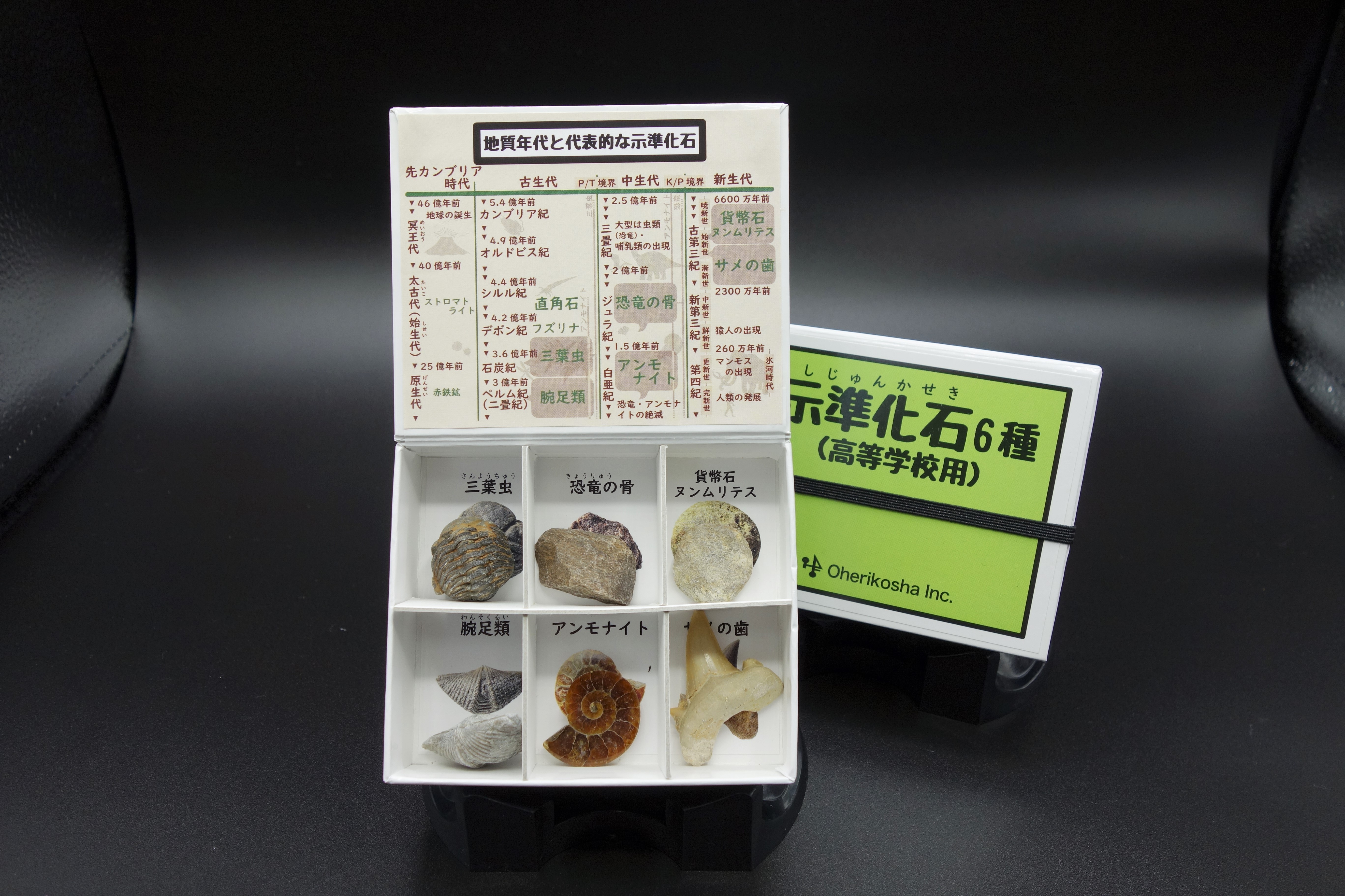 爬虫類 化石 三葉虫 アンモナイト おまけ付き 地学 標本