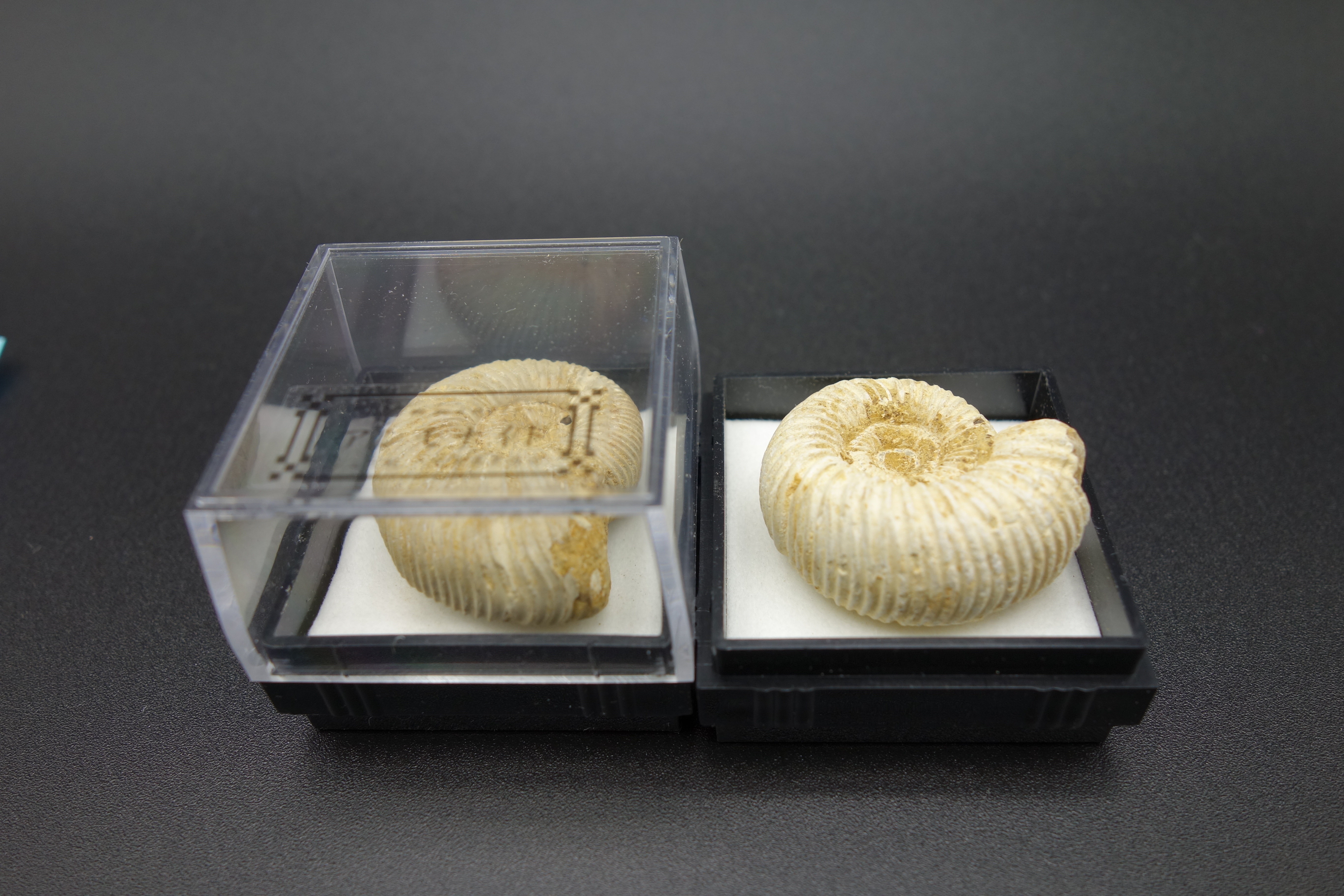 四角ケース化石/アンモナイト(マダガスカル)