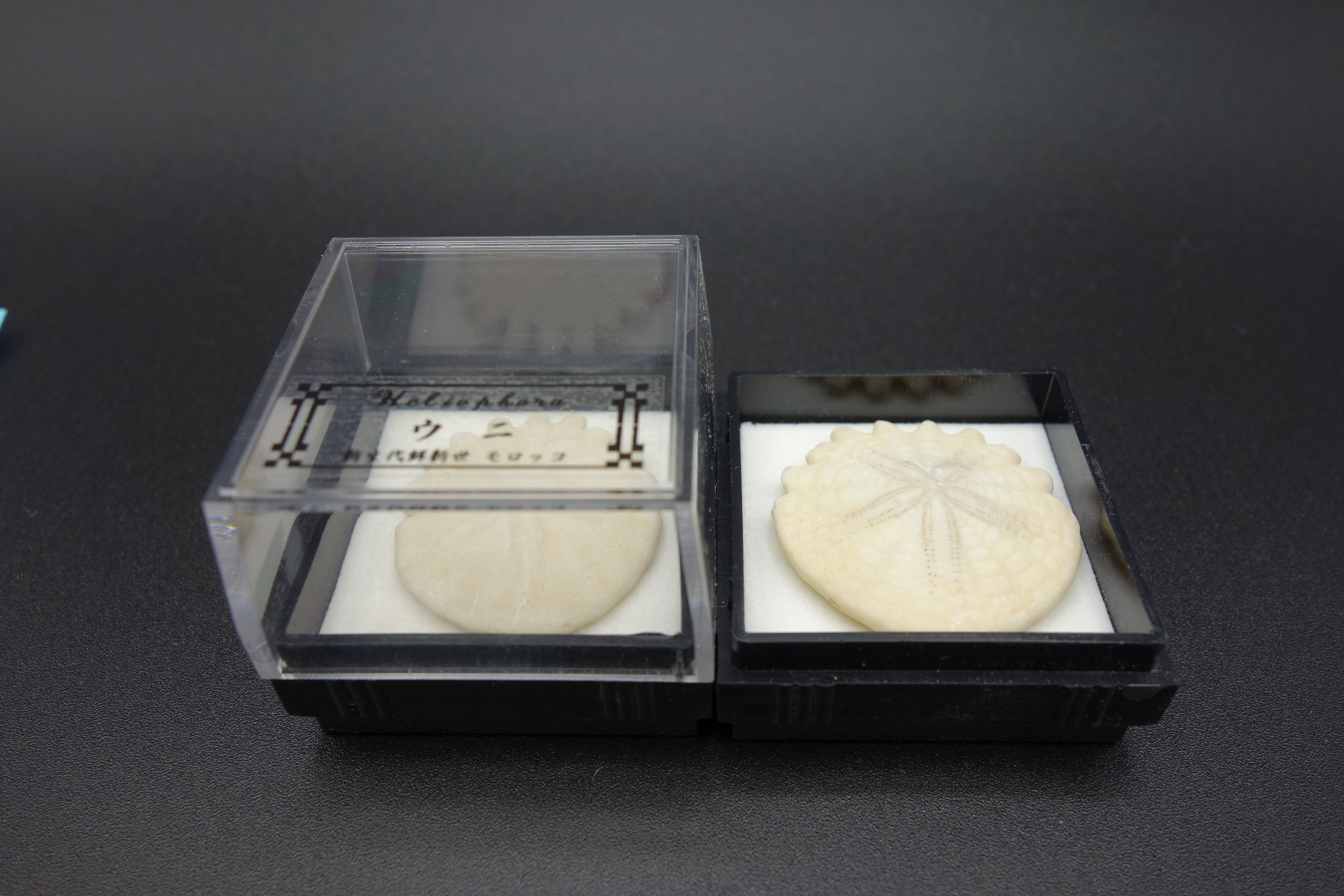 四角ケース化石/ウニ