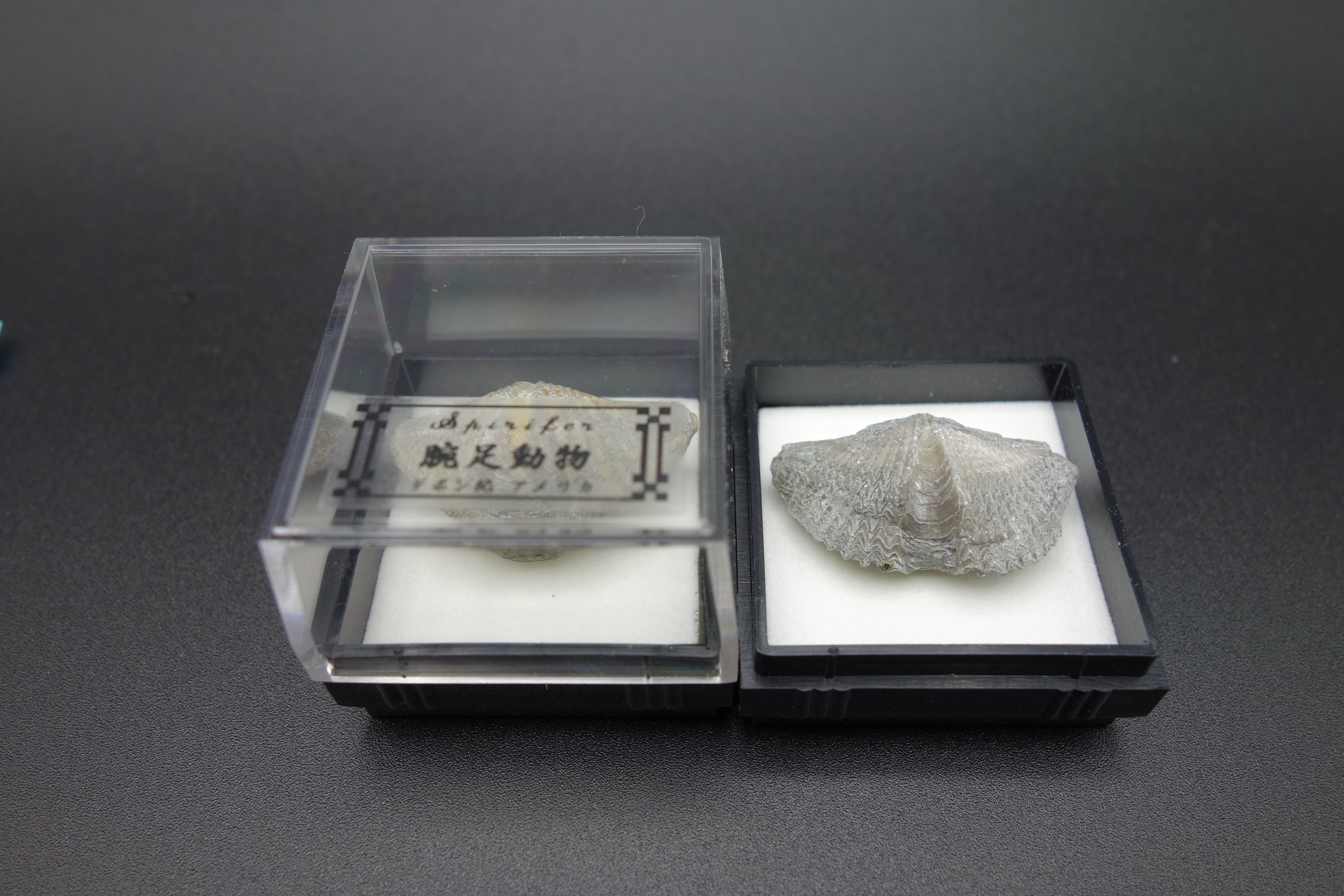 四角ケース化石/腕足動物スピリファー