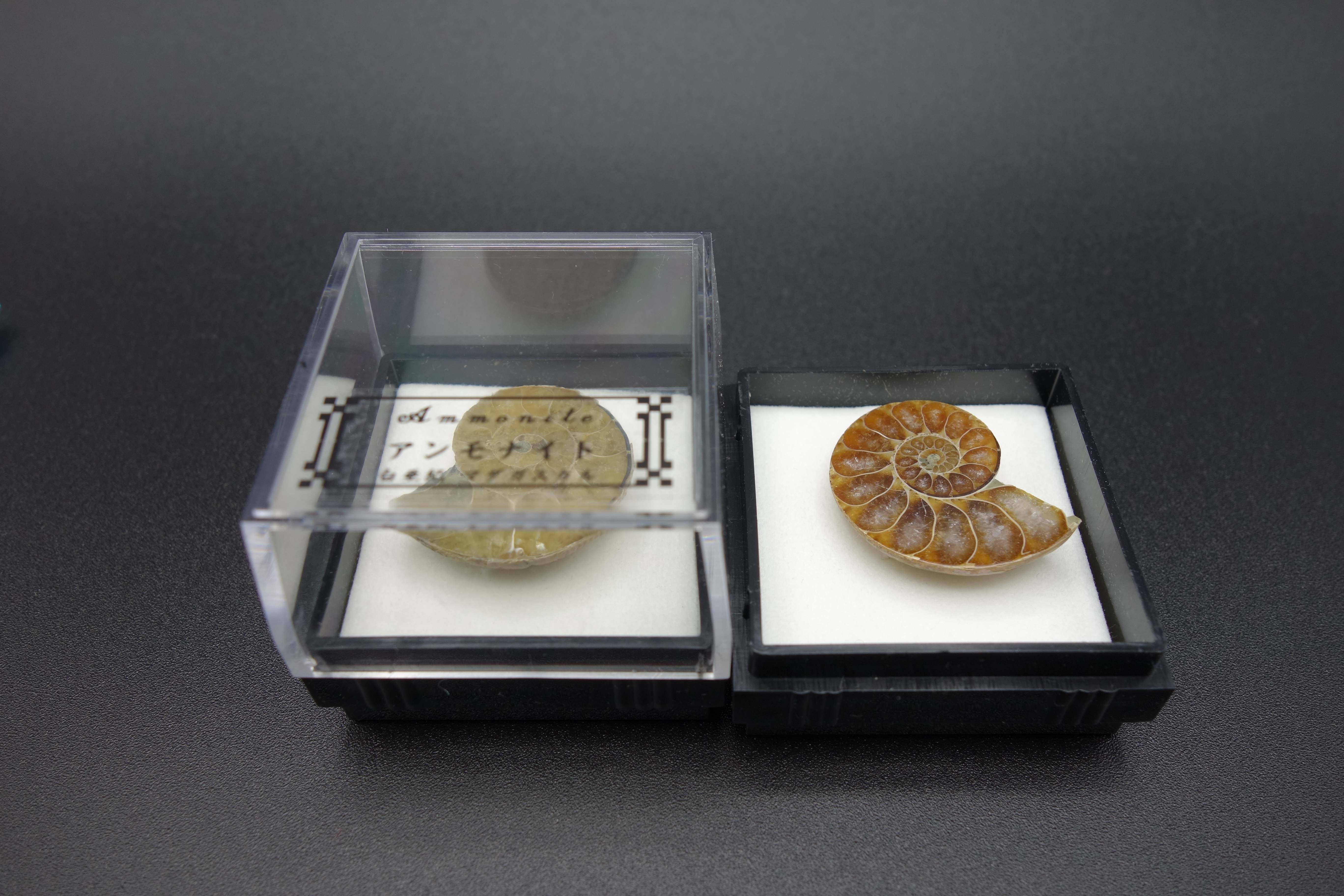 四角ケース化石/アンモナイト半切(マダガスカル)